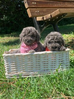 Sevi̇mli̇ Toy Poodle Yavrularımız 5
