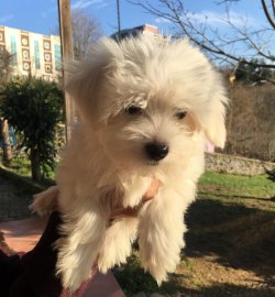 0 Numara Maltese Yavrular 1