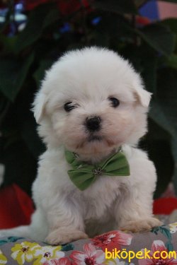 Süper Kalite 0 Numara Maltese Terrier Yavrularımız Geldi 5