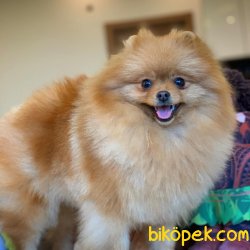 Safkan Büyümeyen Cins Beyaz Pomeranian Boo Yavrularımız İ̇çin İ̇l 1