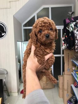 DÜNYA TATLISI POODLE YAVRULARI 4
