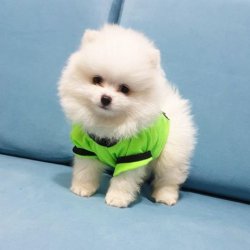 SAFKAN VE SAĞLIKLI POMERANİANBOO YAVRULARIMIZ 2