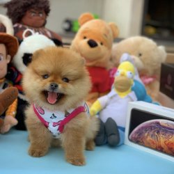 Orijinal Renk TeddyBear PomeranianBoo Yavrularımızdan 5