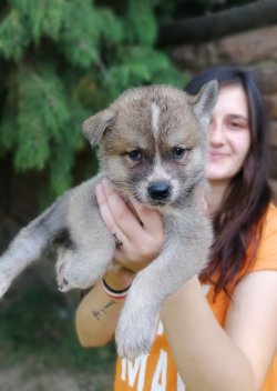 Muhteşem Akita İ̇nu Yavrularımız Hachiko 4