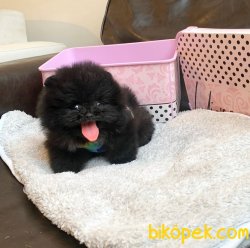 TEACUP BLACK POMERANİAN BOO 1