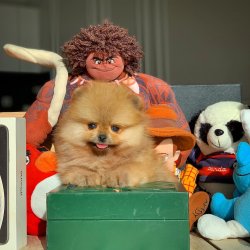 Güncel PomeranianBoo Yavrularımızdan 4