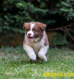 32 Border Collie Yavrusu Bir Arada 2