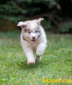 32 Border Collie Yavrusu Bir Arada