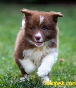 32 Border Collie Yavrusu Bir Arada 4