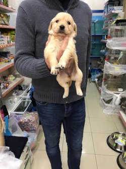 GOLDEN RETRIEVER DİŞi 1