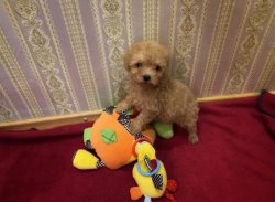 Xs Minyatur Boy Poodle Yavrumuz 2