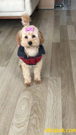 Gerekli Aşıları Yapılmış, Sağlıklı, Akıllı, Harika Bir Dost. 2