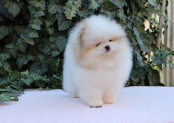 AYI SURAT POMERANİAN  ORJİNAL BASIK BURUNLU TEDY BEAR BOO YAVRULA 1