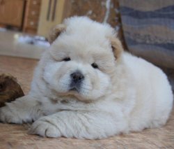 Satılık Beyaz Chow Chow Yavruları 4