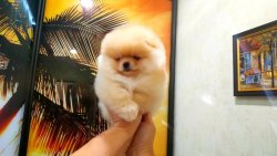 AYI SURAT POMERANİAN  ORJİNAL BASIK BURUNLU TEDY BEAR BOO YAVRULA 3