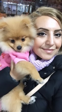 ACİL POMERANİAN BOO DİŞİ YAVRULAR 2