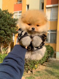 Pomeranian Boo Teddy Bear Yavrular 4