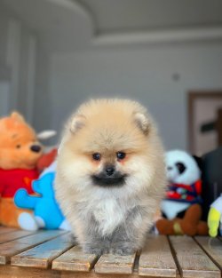 Yarışma Düzeyi Safkan PomeranianBoo Yavrumuz 4