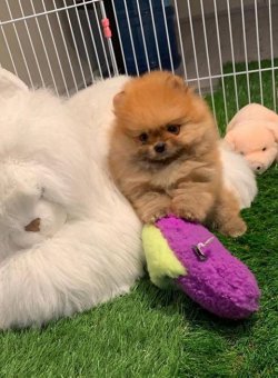 Orji̇nal Pomerani̇an Boo Yavrularımız 4