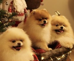 Fci Secereli Pomeranian 2