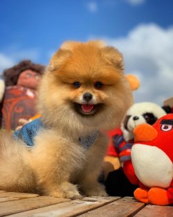 Orjinal Renk Safkan Boo Pomeranian Teddybear 2