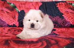 Chow Chow Yavruları Afyondan 3