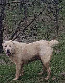Satılık Dev Alabay Yavruları 3