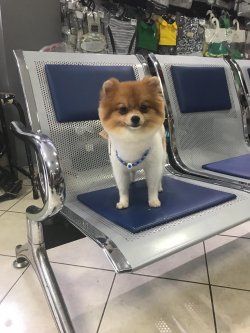 Pomerani̇an Boo 1