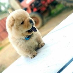 Satılık Beyaz ( Krem ) Chow Chow Çi̇n Aslanı Yavruları 3