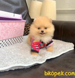 Boo Pomeranian Yavrular 2