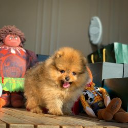 Küt Burun PomeranianBoo Kızımız 5