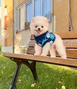 Orji̇nal Pomerani̇an Boo Yeti̇şki̇nleri̇mi̇z 1