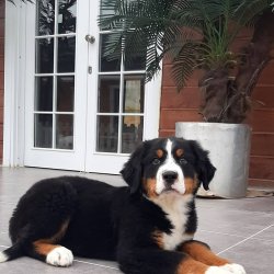 Bernese Mountain Dog Yavruları 1