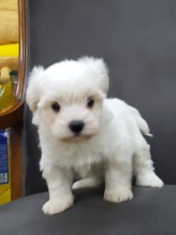 MALTESE TERRIER YAVRULARI 2