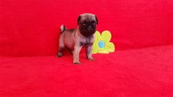 Satılık Pug Mops Yavruları 2