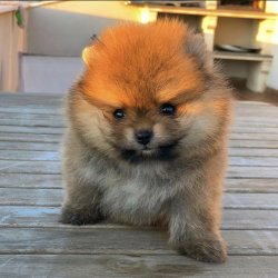 Sıfır Numara PomeranianBoo Yavrularımızdan 1