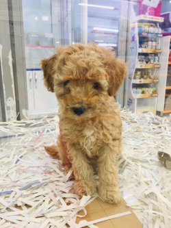 RED TOY POODLE EVDE BAKIMA UYGUN ERKEK YAVRUMUZ 1