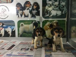 Beagle Da Kali̇te 2