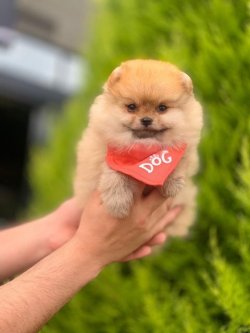 Orji̇nal Pomerani̇an Boo Yavrularımız 4