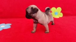 Satılık Pug Yavrularım 3