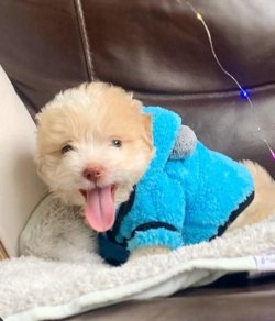 TOY POODLE YAVRULAR 3