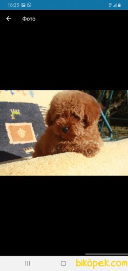 Toy Poodle Yavrular 2