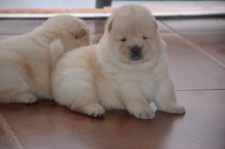 Satılık Chow Chow Yavruları 1