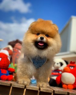 Orjinal Renk Safkan Boo Pomeranian Teddybear 4