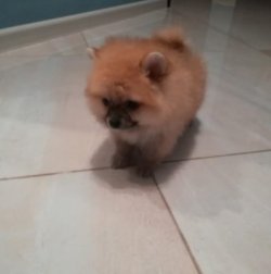 Pomerani̇an Boo 2