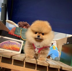 Yeni Gelen TeddyBear PomeranianBoo Yavrularımızdan 1