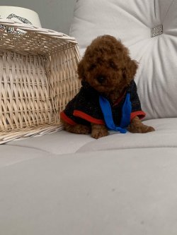 Red Brown Toy Poodle Yavrular 2