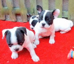 İzmir.De Safkan French Bulldog Erkek Ve Dişi Yavrular 1