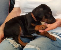 Doberman Yavrularımız 3
