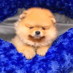 Pomeranian Boo Teddy Bear Yavrular 5